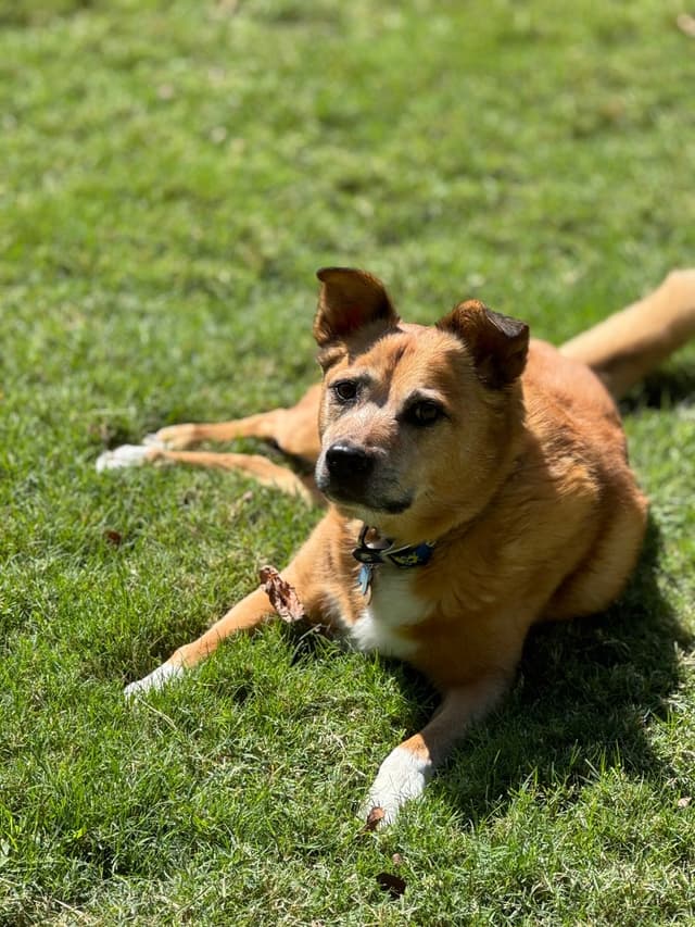 A dog relaxing on grass
