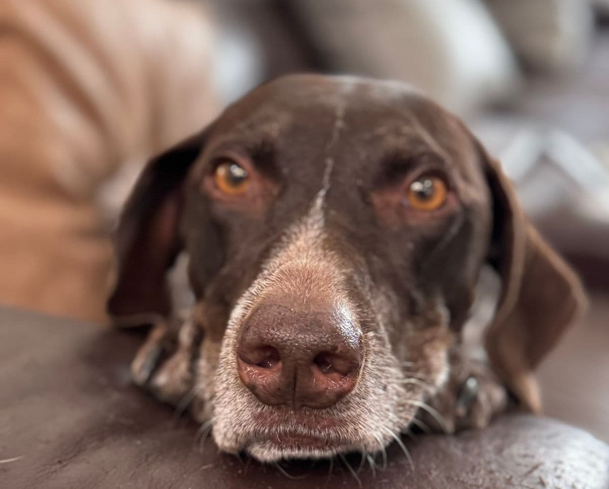A brown dog resting on the couch