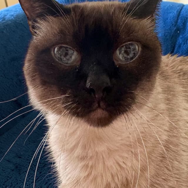 A siamese cat