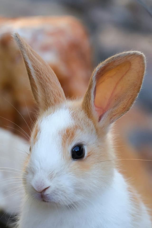 A rabbit