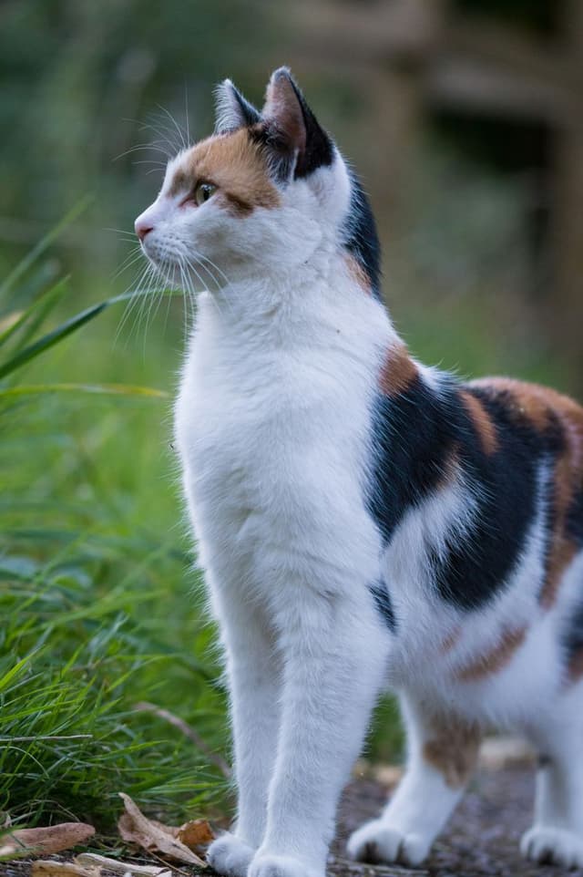 A calico cat outdoors